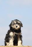 PETIT CHIEN LION 172